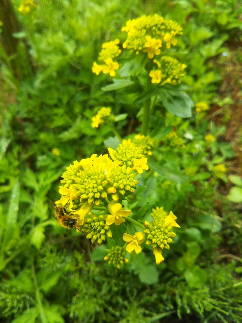 風穴と周辺の植物-ハルザキヤマガラシ