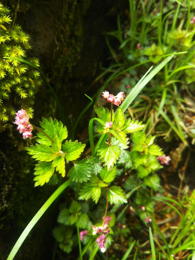 風穴と周辺の植物-カテンソウ