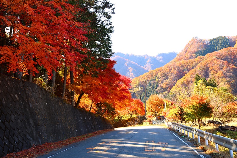 下仁田町ホームページ 紅葉状況