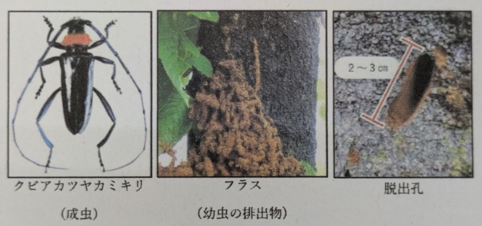 クビアカツヤカミキリ写真