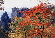 紅葉の妙義山の画像
