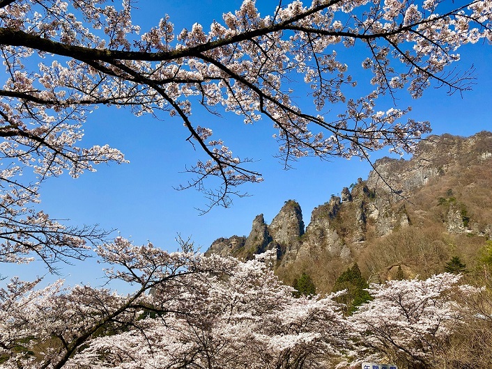 さくらの里園内（ソメイヨシノ）