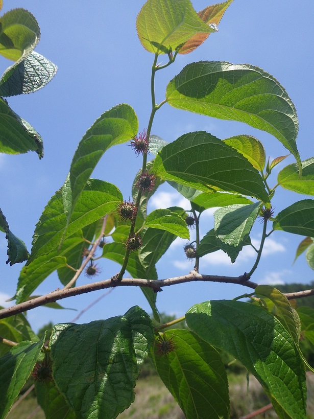 コウゾ（楮）（5月撮影）