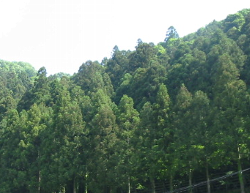 さくらの画像